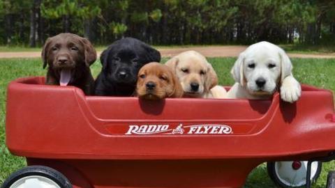 Five puppies sit in a red wagon